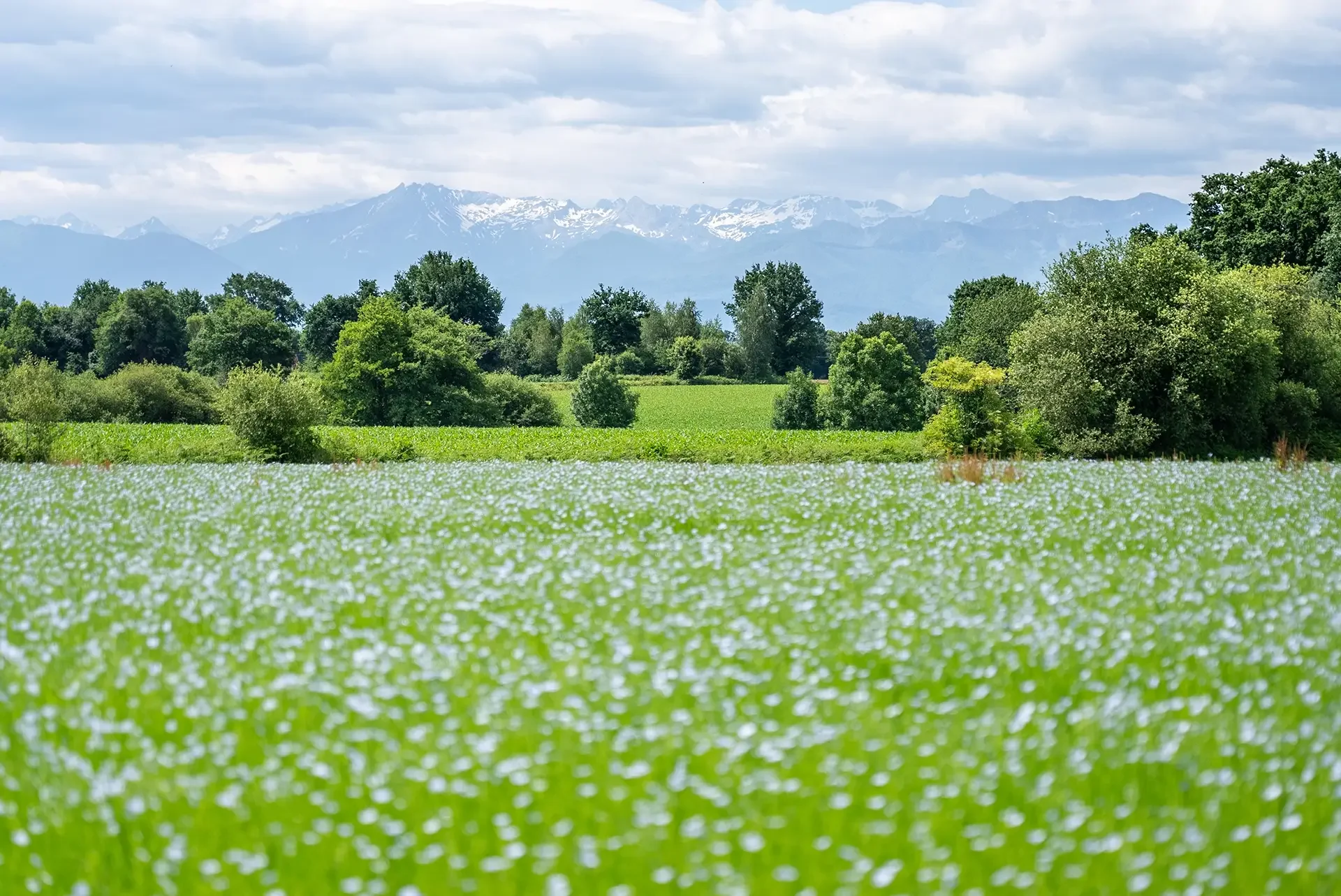 Le lin en fleurs devant la chaîne des Pyrénées